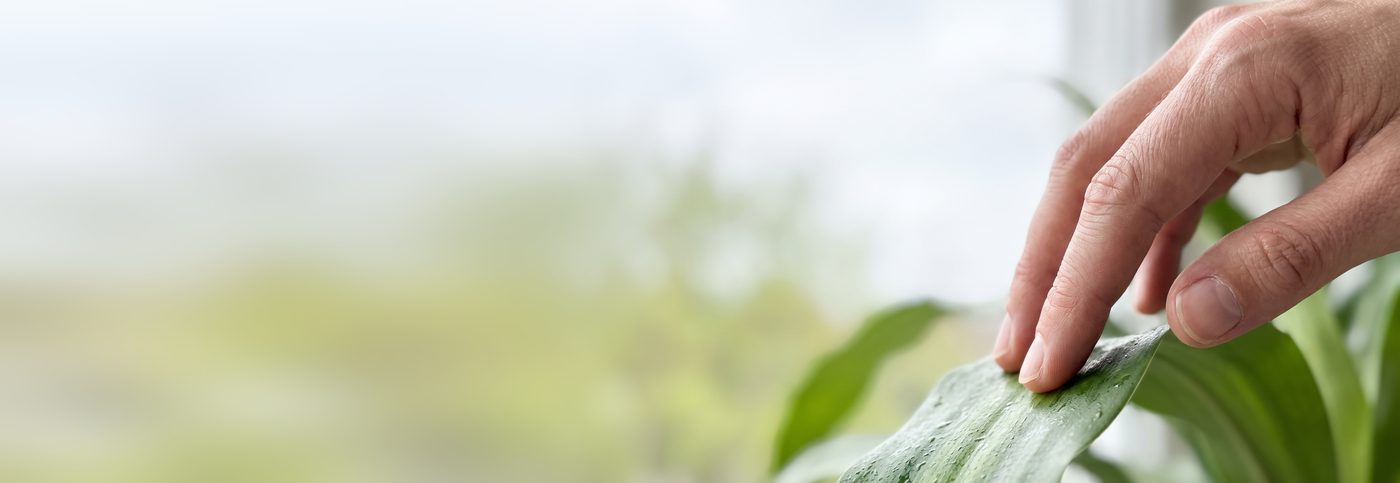 Una mano toca con la punta de los dedos una hoja verde